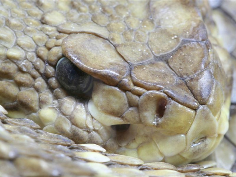 Dieren